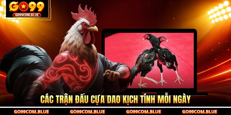 Các trận đấu cựa dao kịch tính mỗi ngày