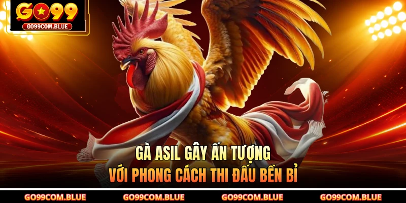 Gà Asil gây ấn tượng với phong cách thi đấu bền bỉ